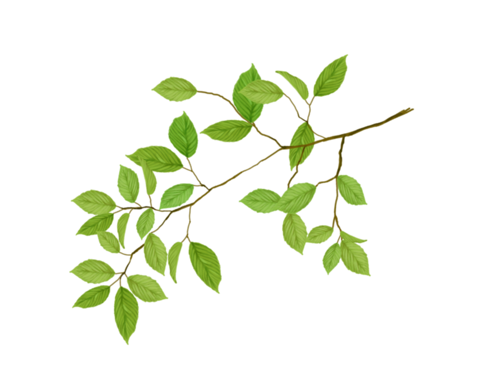 branch